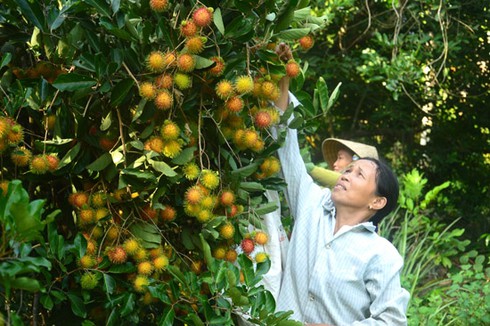 Chôm chôm được mùa, được giá - ảnh 1