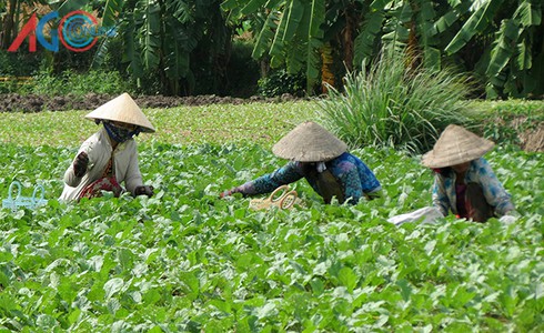 Củ cải trắng lên ngôi - ảnh 1