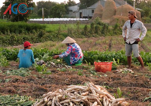 Củ cải trắng lên ngôi - ảnh 5