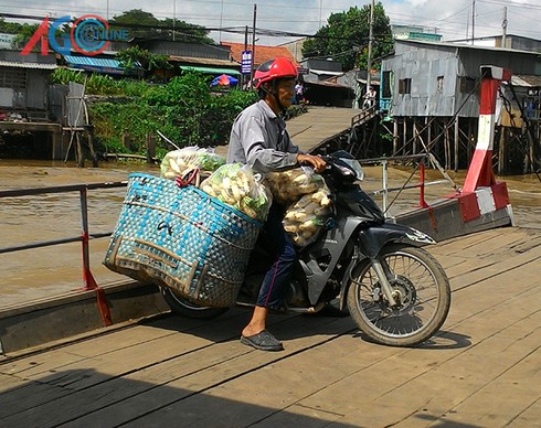 Củ cải trắng lên ngôi - ảnh 6