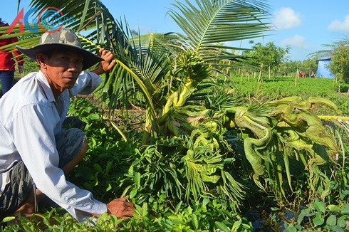 Cây dừa “lạ” có hình rồng, phụng ở Khánh Hòa - ảnh 1