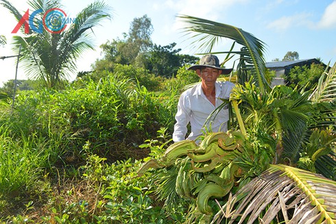 Cây dừa “lạ” có hình rồng, phụng ở Khánh Hòa - ảnh 2
