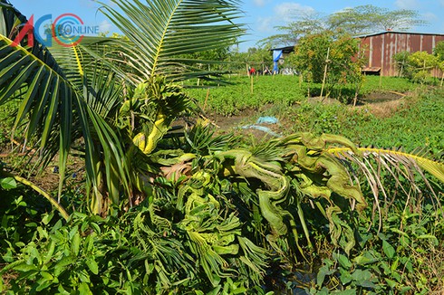 Cây dừa “lạ” có hình rồng, phụng ở Khánh Hòa - ảnh 3