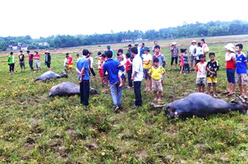 5 con trâu bị điện giật chết tại trạm bơm - ảnh 1
