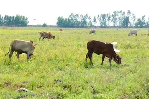 Lúa trồng để cho bò ăn vì... không có lũ - ảnh 2