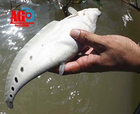 Kiếm hàng trăm triệu đồng nhờ cá nàng hai - ảnh 1