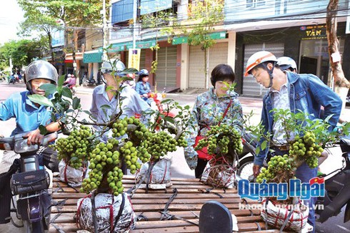 Hoa, cây cảnh phục vụ Tết