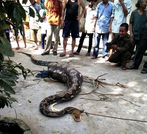 Quảng Nam: Bắt được con trăn