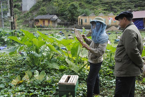 Mùa mật ong Bạc hà trên Cao nguyên đá - ảnh 1
