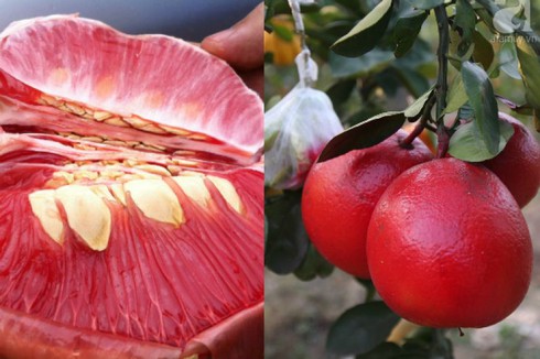 Trái cây “lạ”: Giá đắt chưa chắc an toàn - ảnh 2