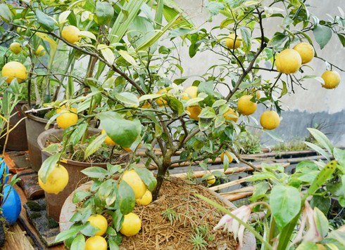 Chanh vỏ vàng Sa Pa – cây cảnh độc đáo dịp tết - ảnh 1