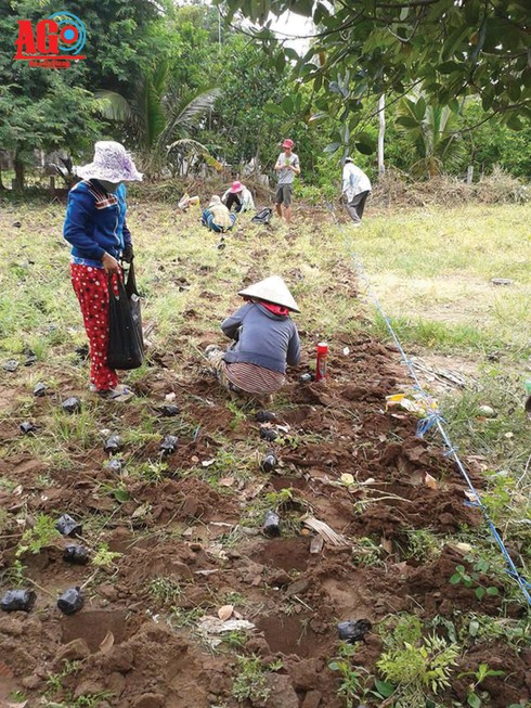 Phong trào trồng đinh lăng - ảnh 1
