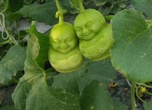 Quả lạ để hai tháng không héo tràn ngập thị trường - ảnh 1