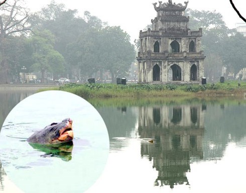 Cụ Rùa Hồ Gươm chết, xác được đưa vào Bảo tàng Thiên nhiên Việt Nam - ảnh 1