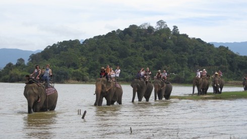 Nỗi trăn trở của người sở hữu nhiều voi nhất Tây Nguyên - ảnh 1