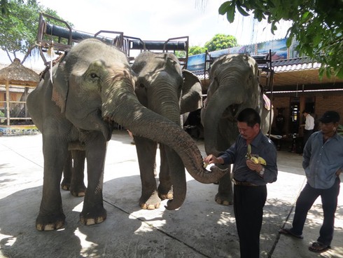 Nỗi trăn trở của người sở hữu nhiều voi nhất Tây Nguyên - ảnh 3