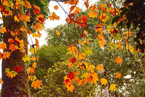 Khám phá rừng lá phong Đà Lạt - ảnh 1