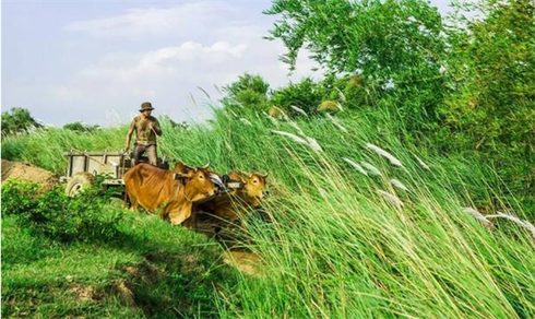 Đợt phim chào mừng Đại hội Đảng toàn quốc lần thứ XII - ảnh 1