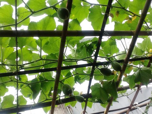 Giàn bí có quả to bằng cái nồi trên sân thượng - ảnh 3