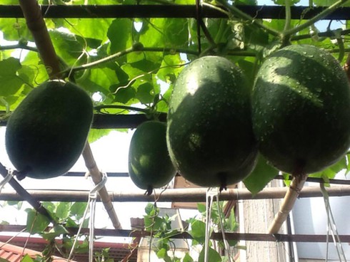 Giàn bí có quả to bằng cái nồi trên sân thượng - ảnh 4