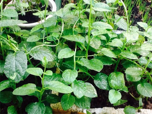 Giàn bí có quả to bằng cái nồi trên sân thượng - ảnh 5