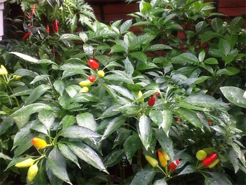 Giàn bí có quả to bằng cái nồi trên sân thượng - ảnh 6