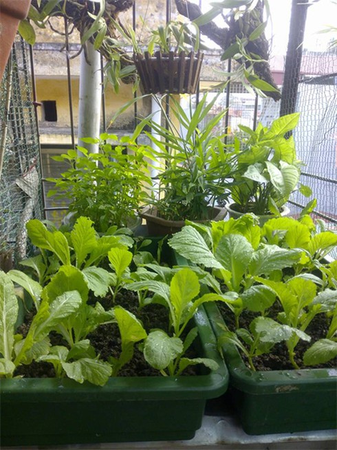 Giàn bí có quả to bằng cái nồi trên sân thượng - ảnh 7