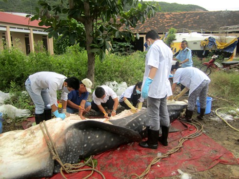 Đưa cá nhám voi về phục vụ công tác nghiên cứu và trưng bày - ảnh 1