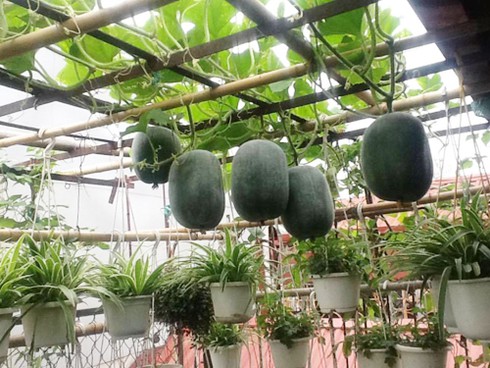 Giàn bí có quả to bằng cái nồi trên sân thượng - ảnh 1