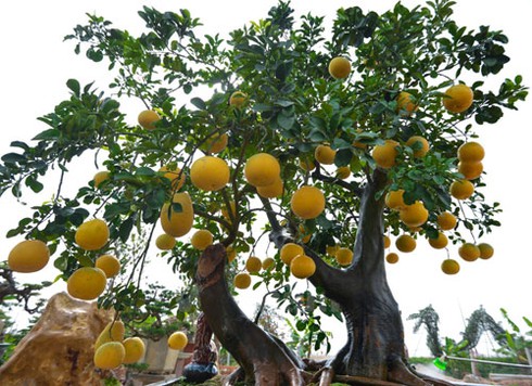 Thú chơi bưởi cổ - ảnh 1