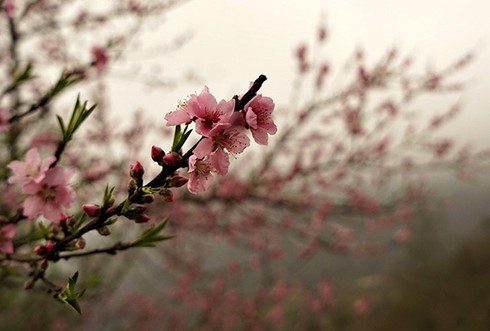 Lên vùng cao ngắm hoa đào nở muộn - ảnh 1