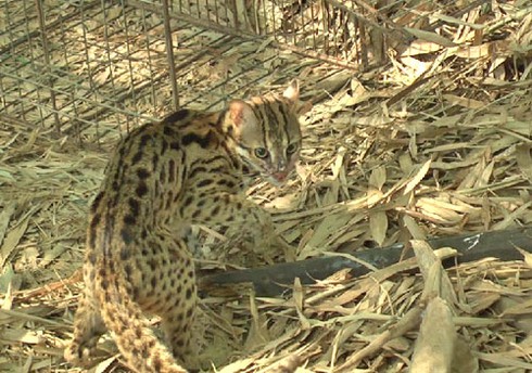 Chú mèo rừng quý hiếm được thả về tự nhiên - ảnh 1