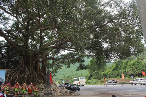 Cây đa Đá Bạc 300 năm tuổi được công nhận là cây di sản Việt Nam - ảnh 1