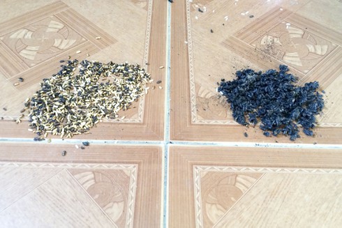 Xuất hiện gạo lạ nghi gạo giả - ảnh 1