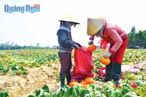 Giống bí đỏ Nhật Bản bén duyên vùng đất Tịnh Trà - ảnh 1