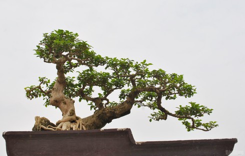 Bắc Giang: Cây cảnh “ độc, đắt, đẹp” ở Quảng trường 3-2 - ảnh 1