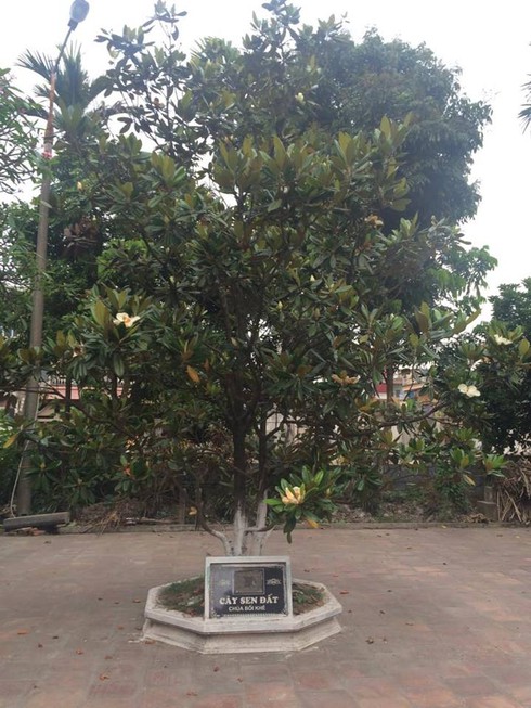 Đã tìm thấy “cành hoa sen” gây tranh cãi trong ca dao ở Hà Nội? - ảnh 1