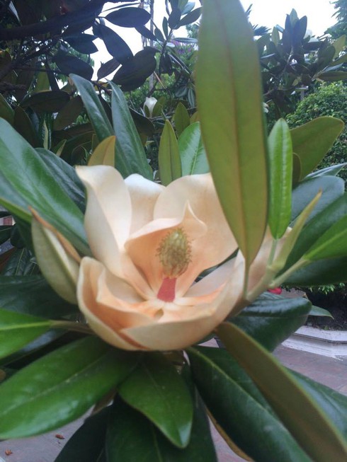 Đã tìm thấy “cành hoa sen” gây tranh cãi trong ca dao ở Hà Nội? - ảnh 3