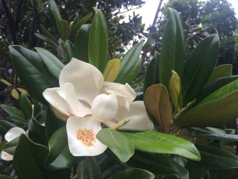 Đã tìm thấy “cành hoa sen” gây tranh cãi trong ca dao ở Hà Nội? - ảnh 4