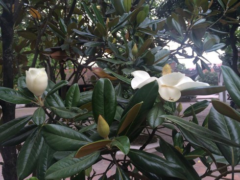 Đã tìm thấy “cành hoa sen” gây tranh cãi trong ca dao ở Hà Nội? - ảnh 5