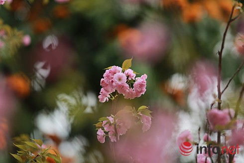 Lễ hội Du lịch - Văn hóa Việt Nam tại Nhật Bản - ảnh 1