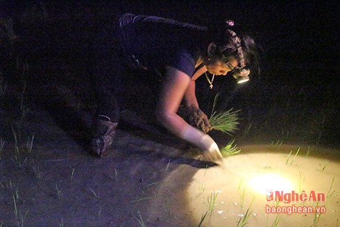 Tránh nắng nóng, nông dân Nghệ An cấy lúa lúc nửa đêm - ảnh 1