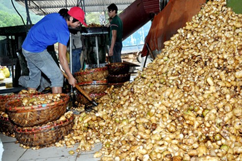 Sự thật kinh hoàng về riềng xay sẵn mua ở chợ - ảnh 1