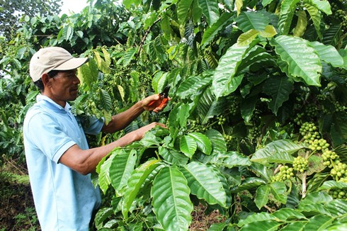 Đắk Nông: Nhìn lại 5 năm thực hiện các chương trình, chính sách dân tộc - ảnh 1