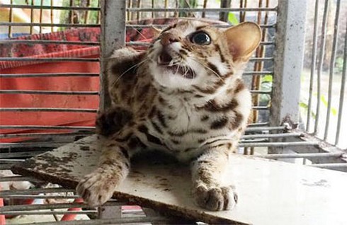 Một nông dân ở Hậu Giang bắt được mèo rừng - ảnh 1