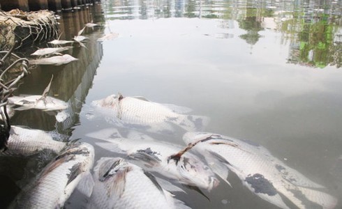 Bắc Giang: Xuất hiện cá rô phi chết rải rác - ảnh 1