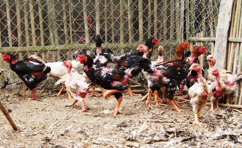 Bắc Giang nuôi thử nghiệm gà Đông Tảo - ảnh 1