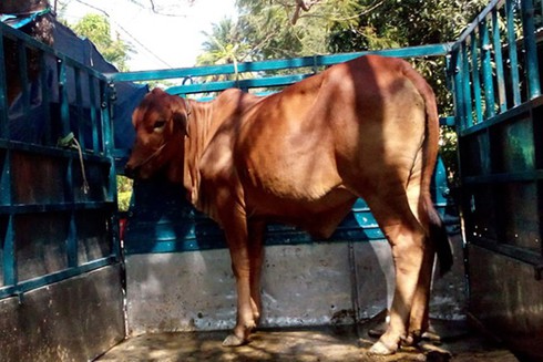 Bắt 2 đối tượng trộm bò bằng xe ô tô - ảnh 1