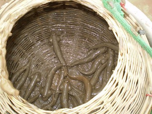 Thụt cá bống sao - ảnh 1