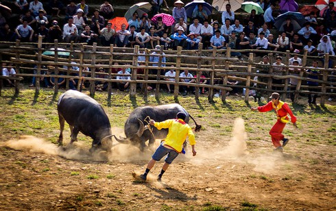 Lào Cai: 32 trâu chọi tham gia hội chọi trâu Bảo Hà năm 2016 - ảnh 1